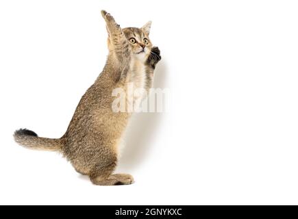 Chinchilla inglese con zampe dorate in gattino su uno sfondo bianco isolato. cat si alza sulle gambe posteriori, due gambe anteriori sono sollevate Foto Stock