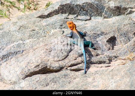 Primo piano di Orange Headed comune AGAMA Rainbow Lizard nel Parco Nazionale di Tsavo Est, Kenya Foto Stock