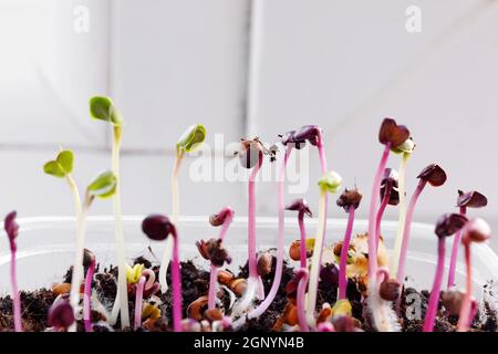 Piantine di ravanello verde nella fase iniziale sul davanzale della casa Foto Stock