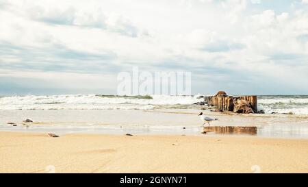 Seagull sulla spiaggia di mare sullo sfondo di un vecchio frangiflutti di tronchi e pietre in un mare ondulato e un cielo drammatico Foto Stock