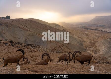 Mandria di maschi stambecco nubiano (Capra nubiana) di fronte ad una vista di Nahal Tzin nel Negev Foto Stock