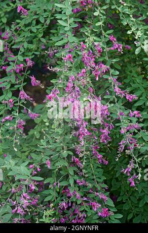 Gibilterra Bushclover (Lespedeza thunbergii "Gibilterra") Foto Stock