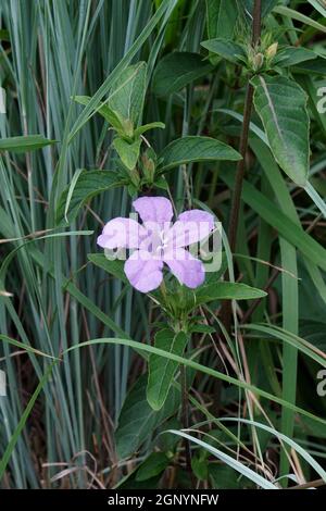 Petunia selvatica di Britton (Ruellia simplex). Chiamato petunia messicana e bluebell messicano anche. Un altro nome scientifico è Ruellia brittoniana Foto Stock