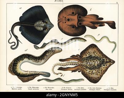 Raggio dell'aquila, Myliobatis aquila a, raggio elettrico marmorizzato, Torpedo marmorata b, raggio della spina, Raja clavata c, lampreda del mare, Petromyzon marinus d, lampreda del fiume europeo, Lampetra fluviatilis e,g, Lamprey brook, Lampetra planeri F. Chromolithograph di Gotthilf Heinrich von Schubert's Natural History of Animal Kingdom for School and Home (Naturgeschichte des Tierreichs fur Schule und Haus), Schreiber, Monaco di Baviera, 1886. Foto Stock