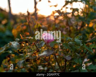 rosa pallido in giardino, primo piano Foto Stock