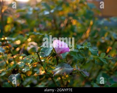 rosa pallido in giardino, primo piano Foto Stock