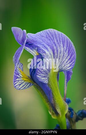 Ho trovato queste piante selvatiche di Iris mentre su una camminata di mattina presto con il mio cane nella palude sulla mia proprietà nella contea rurale della porta Wisconsin. Foto Stock