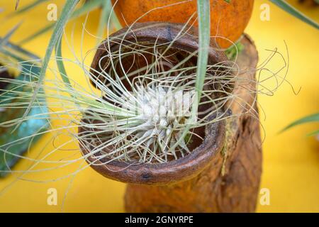 Bella composizione di Tillandsia, specie di albero sempreverde e perenne di piante fiorite in famiglia Bromeliaceae, nativo di foreste, montagne e dese Foto Stock