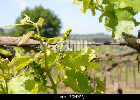 Giovane germoglio di uva in una vigna italiana Foto Stock