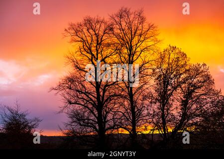 Un cielo drammatico durante l'ora d'oro del tramonto all'inizio di novembre che si affaccia sugli alberi in primo piano. Foto Stock