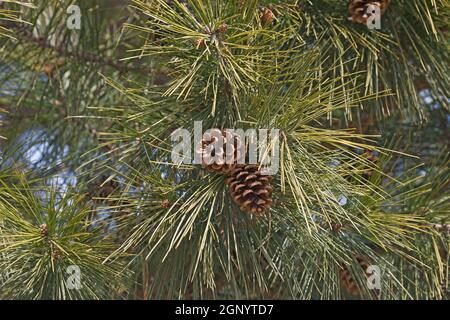 Pino scorciatoia (Pinus echinata). Chiamato Shortleaf giallo pino, Southern giallo pino, giallo pino, Shortstraw pino, Arkansas pino, Lontag pino e SPRU Foto Stock