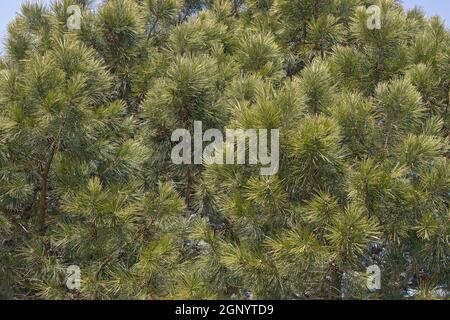 Pino scorciatoia (Pinus echinata). Chiamato Shortleaf giallo pino, Southern giallo pino, giallo pino, Shortstraw pino, Arkansas pino, Lontag pino e SPRU Foto Stock