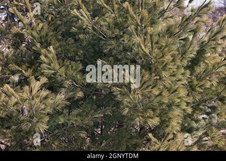 Pino bianco orientale Loui (Pinus strobus 'Louie') Foto Stock