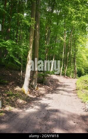 Strada sterrata in una foresta. Foto Stock
