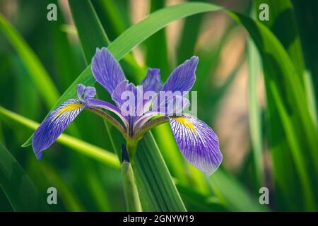 Ho trovato queste piante selvatiche di Iris mentre su una camminata di mattina presto con il mio cane nella palude sulla mia proprietà nella contea rurale della porta Wisconsin. Foto Stock