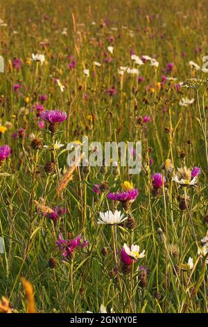 Kingcombe Meadows è una riserva naturale di 185 ettari di prati e praterie di fiori selvatici, di proprietà del Dorset Wildlife Trust. 97% di prati di fiori selvatici h Foto Stock