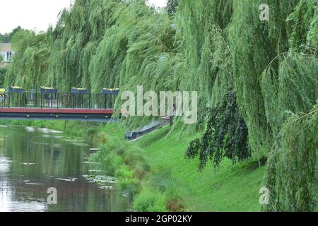 L'albero sospeso si dirama sul canale in una giornata nuvolosa. Albero. Foto Stock