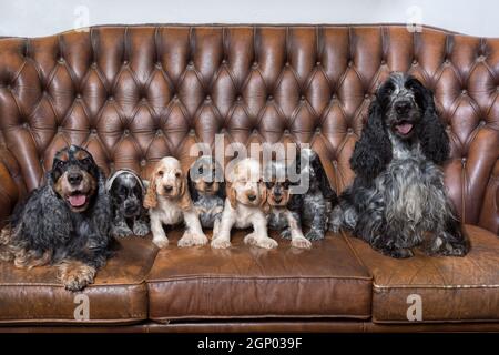 Enorme famiglia di inglese Cocker Spaniel con piccoli cuccioli, in posa a macchina fotografica sulla stazione di Breeding, discendenti di campioni europei. Foto Stock