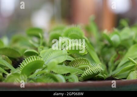 Venere flytrap, dionaea muscipula con trappole aperte. Foto Stock
