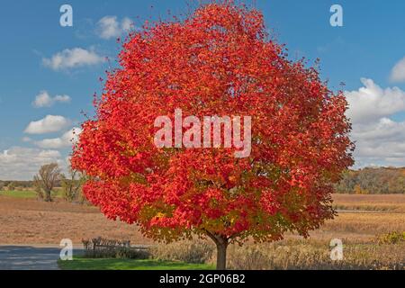 Albero molto rosso dell'acero nella caduta in volo Bog State Natural Area in Illinois Foto Stock