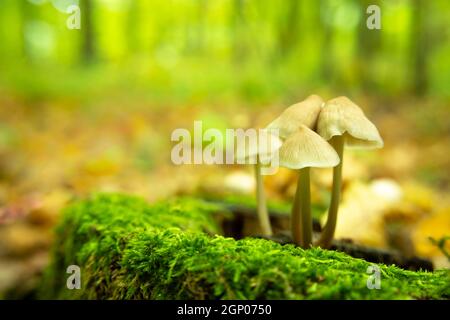 Funghi selvatici che crescono su un ceppo nel muschio verde Foto Stock