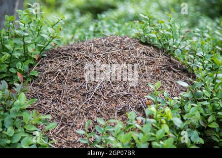 Primo piano immagine di un formicaio nella foresta Foto Stock