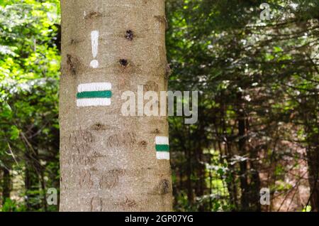 Dettaglio della marcatura turistica su sentieri escursionistici verdi. Segni dipinti sul tronco dell'albero. Il simbolo indica la strada giusta da seguire. Mappa di navigazione forestale. Foto Stock