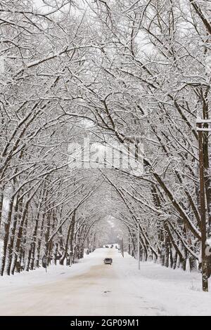 Winter snowy alley road. Branches of poplar trees. Cars on snow-covered winding rural asphalt street in town. Winter wonderland after blizzard. Christ Foto Stock