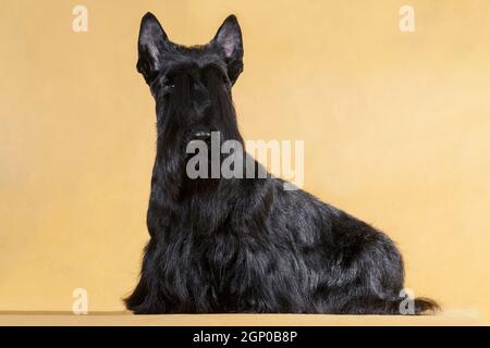 Seduto filo nero-capelli piccolo cane di razza Scotch terrier su uno sfondo giallo nella stanza del monolocale Foto Stock
