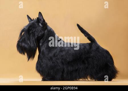 Il piccolo cane nero di razza Scotch Terrier è in piedi in un rack su sfondo giallo in una stanza in studio Foto Stock