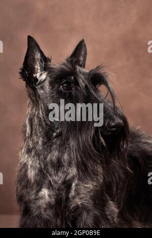 Ritratto di tortoiseshell filo-capelli piccolo cane di razza Scotch terrier su sfondo marrone all'interno dello studio Foto Stock