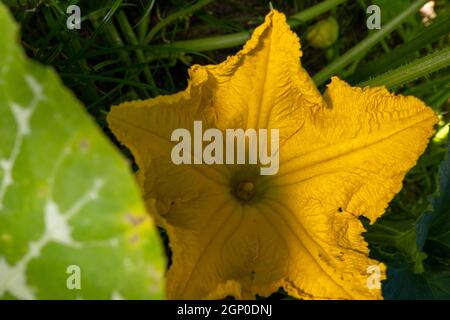 Fiore giallo zucca fiore giallo primo piano Foto Stock