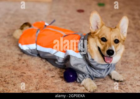 Il cane nei suoi vestiti. Una giacca per un cane. Vestibilità. Foto Stock