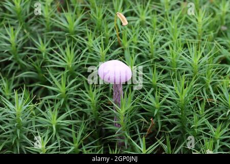 un piccolo fungo viola chiaro cresce in una foresta tra muschi a forma di stella verde scuro, primo piano Foto Stock