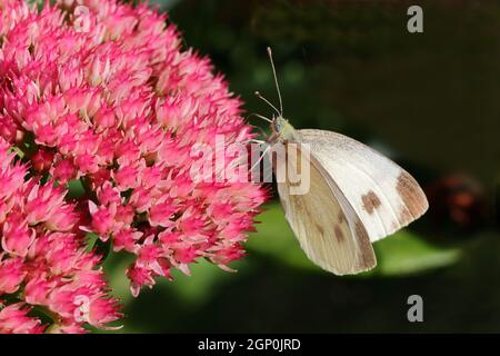 una farfalla bianca si siede sui bellissimi fiori rossi di una pianta di sedum e si nutre sul suo nettare, primo piano Foto Stock