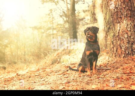 Bellissimo rottweiler cucciolo passeggiate al parco Foto Stock