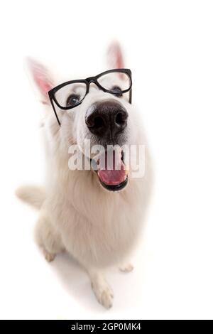 Bella bianco Svizzero il cane pastore in posa di studio Foto Stock