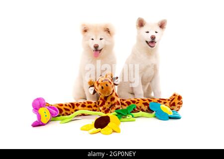 Akita Inu giovane - San Valentino di concetto Foto Stock