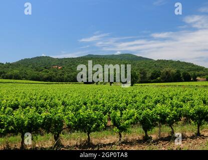 Campo di Grapevine verde vicino Vidauban in Provenza Francia in Una bella giornata estiva con alcune nuvole nel cielo blu Foto Stock