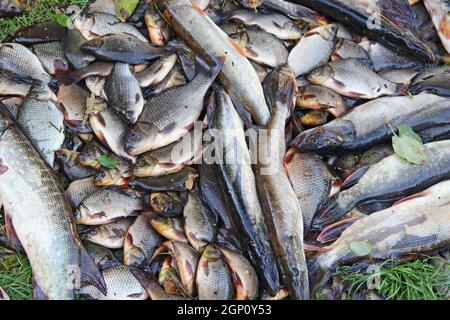 Catturati crucians e lucci sul prato verde. La pesca di successo. Un sacco di carassio di carpe e lucci. Appena catturati pesci di fiume. Pesci catturati dopo il fortunato Foto Stock