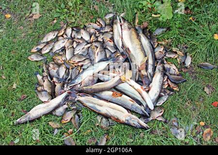 Catturati crucians e lucci sul prato verde. La pesca di successo. Un sacco di carassio di carpe e lucci. Appena catturati pesci di fiume. Pesci catturati dopo il fortunato Foto Stock