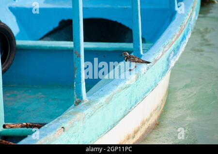 L'uccello piccolo riposa su una barca da pesca ormeggiata nel porto turistico di Isla Mujeres, Messico. Foto Stock