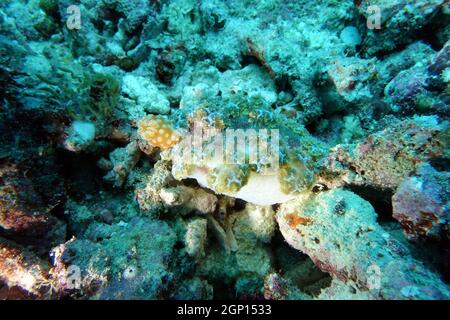 Neonsternschnecke, Erdbeerschnecke (Gymnodoris aurita) und Baumschnecke (Marionia spec.), Molukken, Indonesien, Talimao Foto Stock