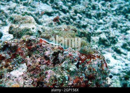 Baumschnecke Marionia spec., Molukken, Indonesien, Talimao Foto Stock