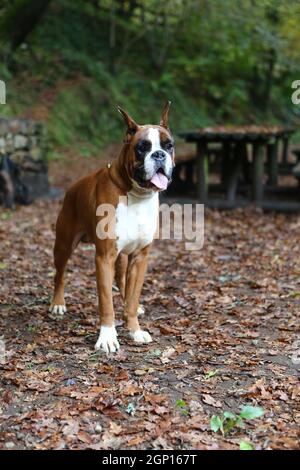 Awesome giovane pugile su un parco in autunno Foto Stock