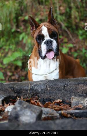 Awesome giovane pugile su un parco in autunno Foto Stock