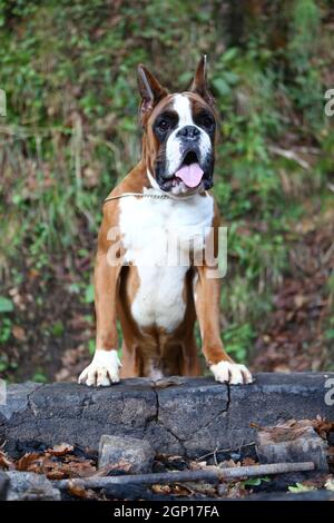 Awesome giovane pugile su un parco in autunno Foto Stock