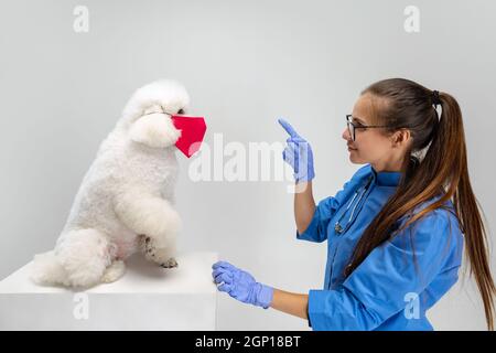 Incontro con il medico veterinario. Giovane bella donna, veterinario e bianco cuccioli cane indossando in maschere protettive viso. Concetto di stile di vita sano. Foto Stock