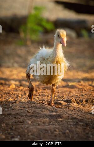 Gosling cammina intorno alla penna sollevando il piede destro Foto Stock