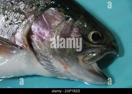 Chiocciatura di pesce con una pelle grigia o grigia e argentata lucida, isolata su sfondo blu. Pesce pelle texture motivo sfondo. Foto Stock